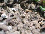 27597 Lizard in apartment's garden.jpg